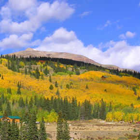 Placer Valley Aspens